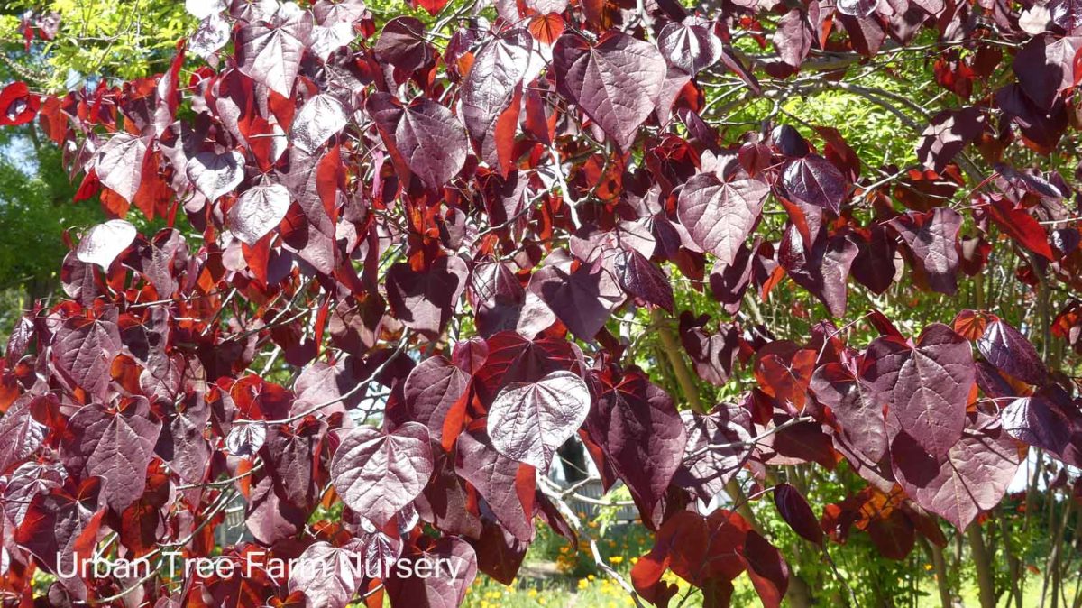 Cercis canadensis Forest Pansy c