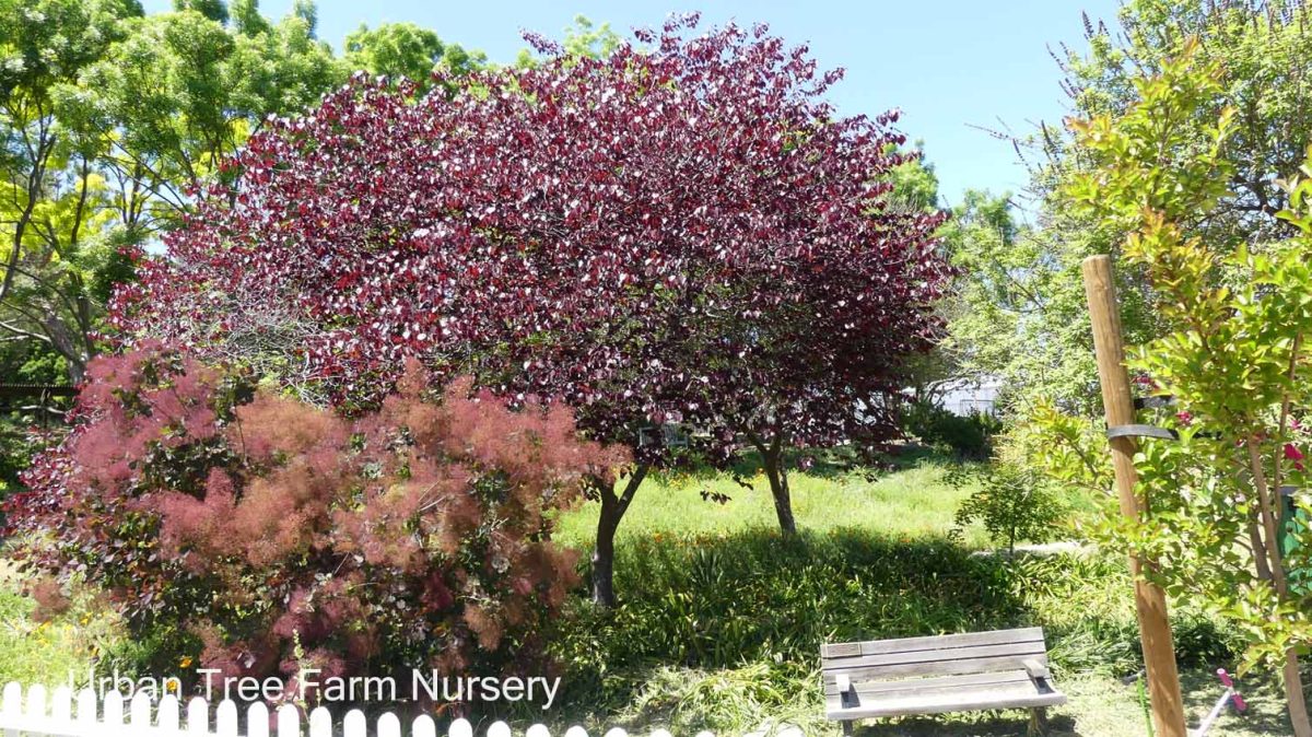 Cercis canadensis Forest Pansy d