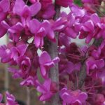 Cercis canadensis 'Oklahoma'