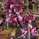 Cercis canadensis 'Pink Heartbreaker'