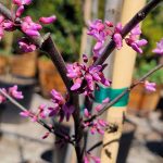 Cercis canadensis 'Ruby Falls'