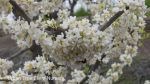 Cercis canadensis 'Texas White'