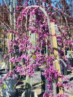 Cercis canadensis var. texensis 'Traveller'