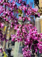 Cercis canadensis var. texensis 'Traveller' - Image 2