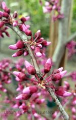 Cercis canadensis var. texensis 'Traveller' - Image 3