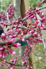 Cercis canadensis var. texensis 'Traveller' - Image 4
