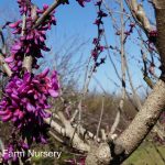 Cercis chinensis 'Avondale'