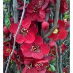 Chaenomeles 'Blood Red'
