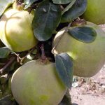 Chaenomeles 'Contorta Orange'