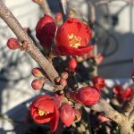 Chaenomeles 'Crimson & Gold'