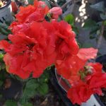 Chaenomeles 'Double Take Orange Storm'