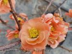 Chaenomeles 'Double Take Peach'