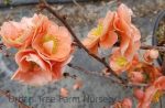 Chaenomeles 'Double Take Peach' - Image 2