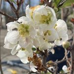 Chaenomeles 'Jet Trail'