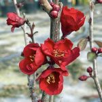 Chaenomeles 'Kurokoji'