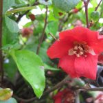 Chaenomeles 'Super Red'