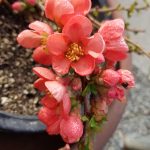 Chaenomeles 'Texas Scarlet'