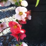 Chaenomeles 'Toyo Nishiki'