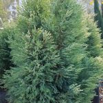 Chamaecyparis lawsoniana 'Barry's Silver'