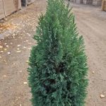 Chamaecyparis lawsoniana 'Ellwoodii'