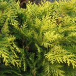 Chamaecyparis lawsoniana 'Golden King'