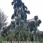 Chamaecyparis lawsoniana 'Oregon Blue'