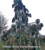 Chamaecyparis lawsoniana 'Oregon Blue'