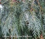 Chamaecyparis lawsoniana 'Oregon Blue' - Image 2