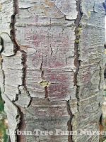 Chamaecyparis lawsoniana 'Oregon Blue' - Image 3