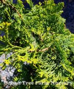 Chamaecyparis obtusa 'Aurea' - Image 2
