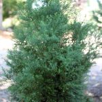 Chamaecyparis obtusa 'Blue Feathers'