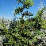 Chamaecyparis obtusa 'Gracilis'