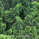 Chamaecyparis obtusa 'Nana Gracilis'