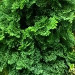 Chamaecyparis obtusa 'Split Rock'
