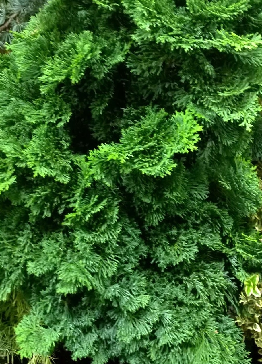 Chamaecyparis-obtusa-Split-Rock Chamaecyparis obtusa 'Split Rock' - Image 1