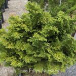 Chamaecyparis obtusa 'Templehof'