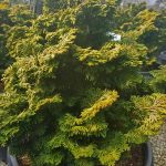 Chamaecyparis obtusa 'Verdoni'