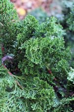 Chamaecyparis obtusa 'Well's Special'