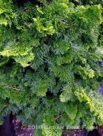 Chamaecyparis obtusa 'Well's Special' - Image 2