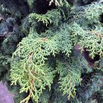 Chamaecyparis obtusa 'Willamette Elegance'