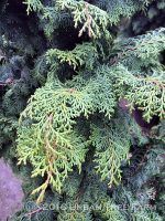 Chamaecyparis obtusa 'Willamette Elegance'