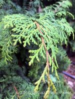 Chamaecyparis obtusa 'Willamette Elegance' - Image 2