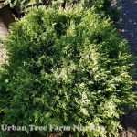Chamaecyparis pisifera 'Cream Ball'