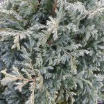 Chamaecyparis pisifera 'Cyano-Viridis' POODLE