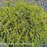 Chamaecyparis pisifera 'Golden Mops'