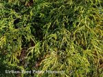 Chamaecyparis pisifera 'Sungold'