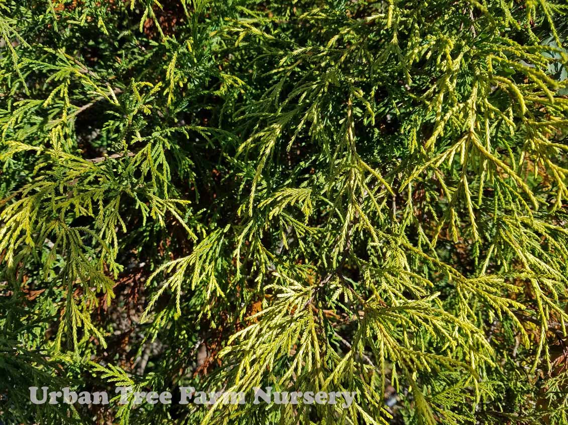 Chamaecyparis-pisifera-Sungold-a Chamaecyparis pisifera 'Sungold' - Image 1