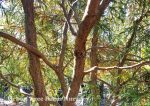 Chamaecyparis pisifera 'Sungold' - Image 2