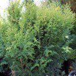 Chamaecyparis pisifera 'Tea Garden'
