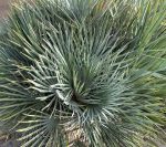 Chamaerops humilus 'Cerifera'
